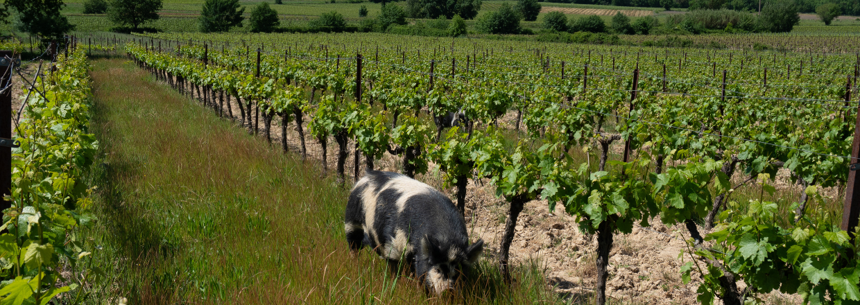 Coffret "6 vins natures"