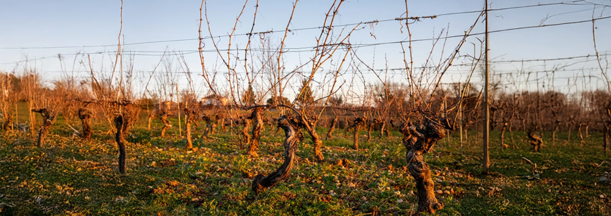 Coffret "6 vins natures"