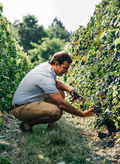 Producteur et vendanges à Bordeaux
