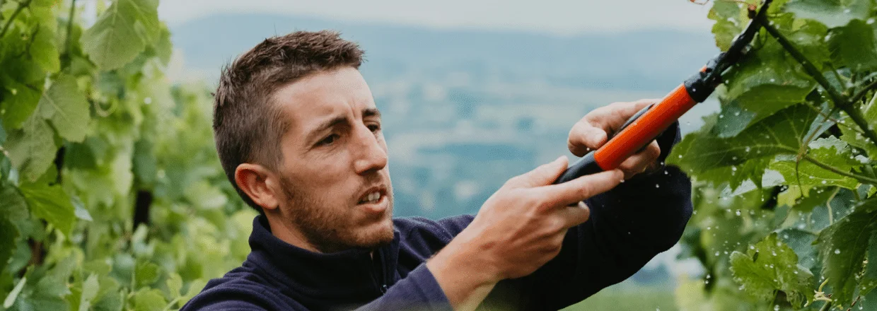 Crozes-Hermitage 2023