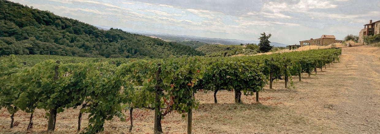 Vignes du domaine San Donatino en Toscane en Italie