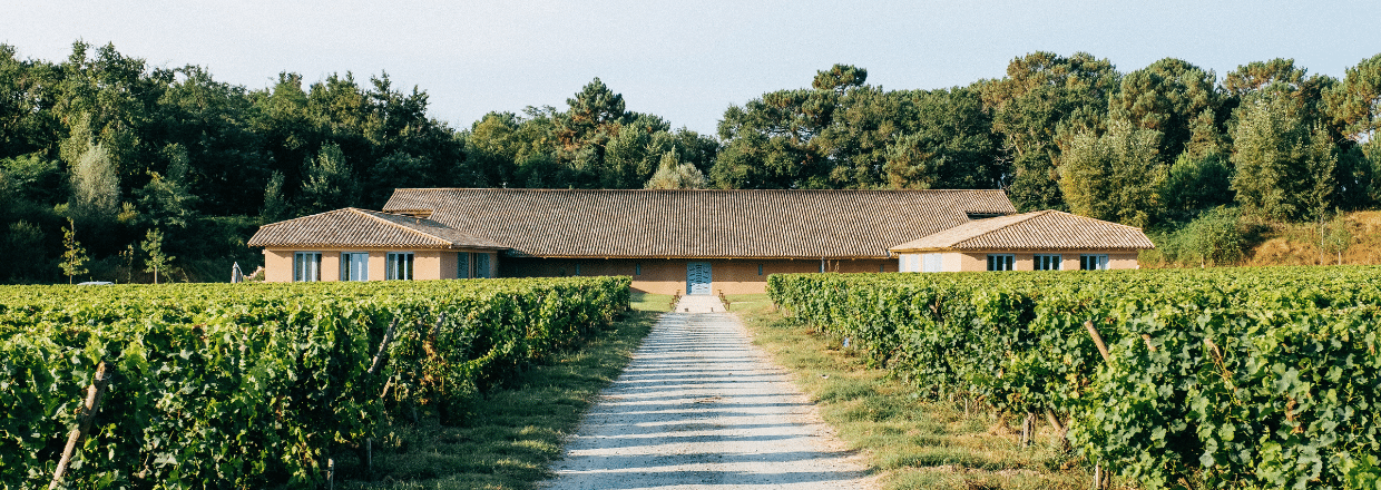 Vignes