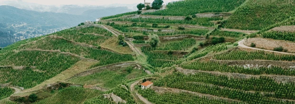 Crozes-Hermitage 2023