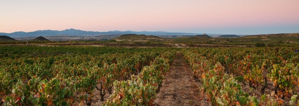 domaine exopto vignes