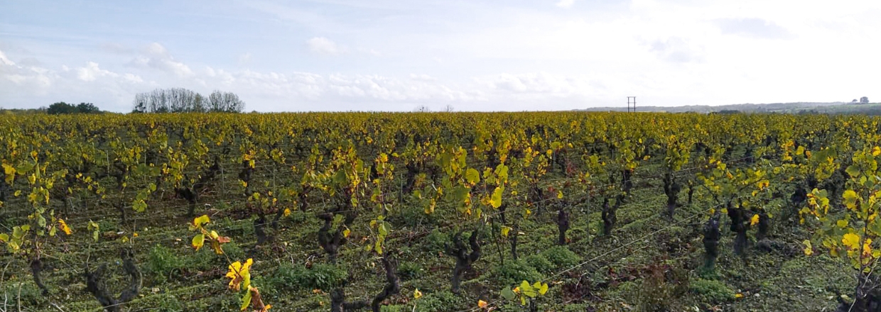 Muscadet