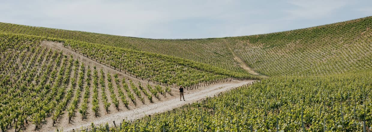 Vignes du domaine Louis Moreau