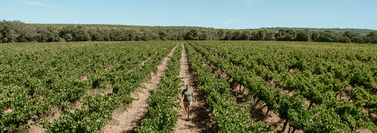Coteaux d'Aix-en-Provence rouge, vignes de Beaupré