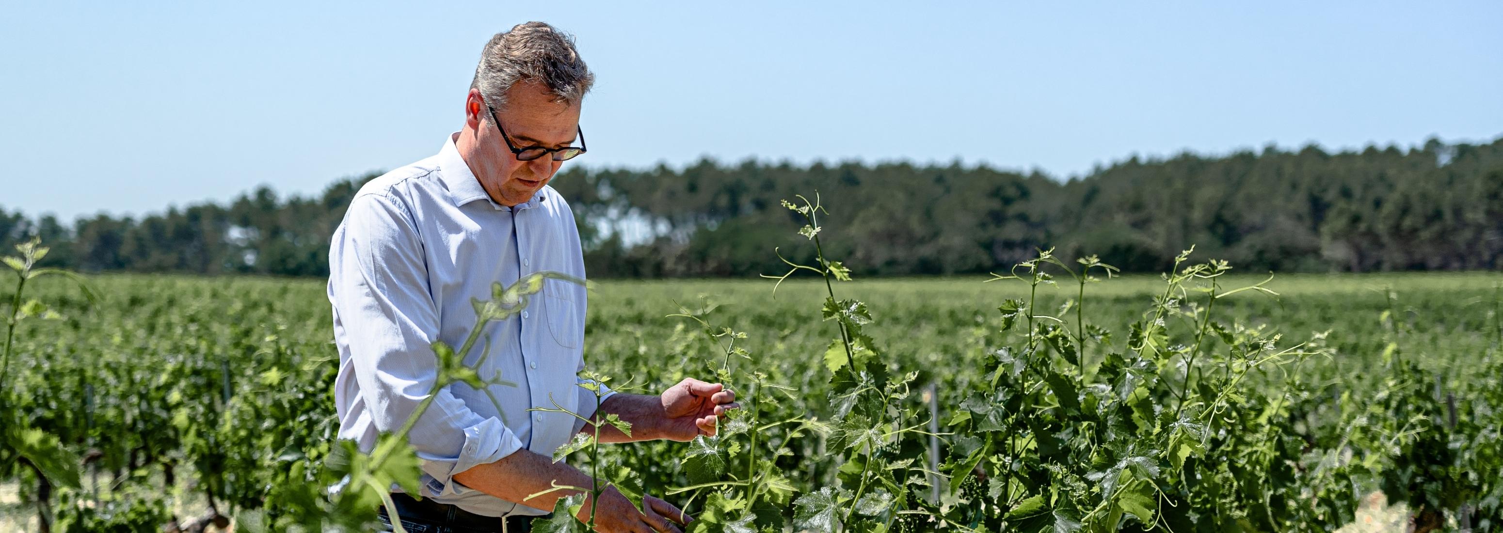 Producteur du Domaine Gigognan