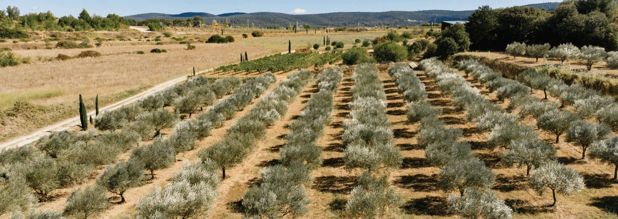 Huile d'olive Picholine - Mas Palat