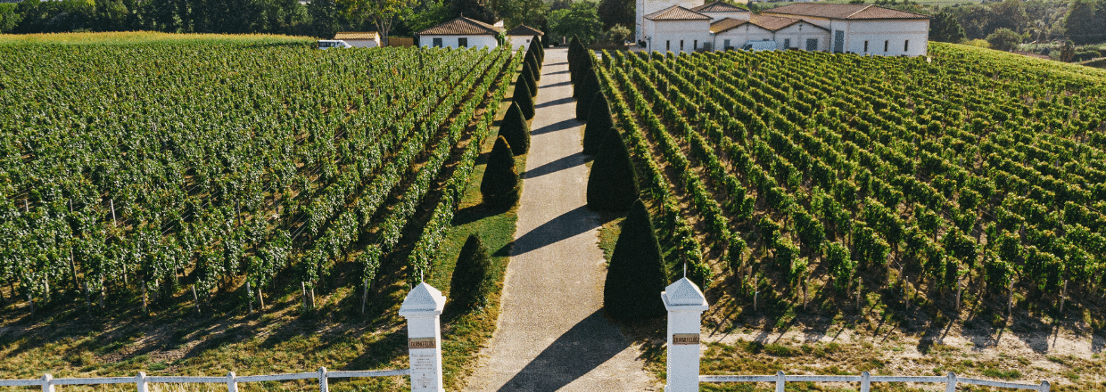 Saint-Émilion Grand Cru 2020
