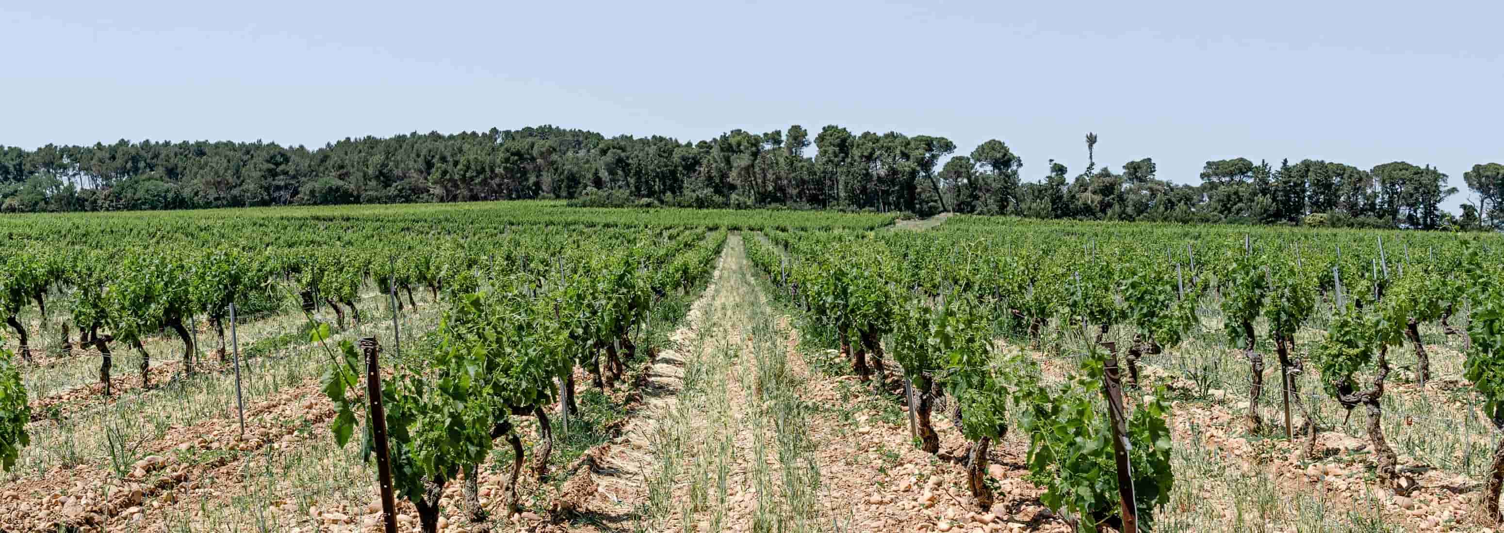 Vignes et paysage du Domaine Gigognan