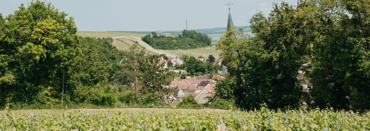 Vignes du domaine Louis Moreau