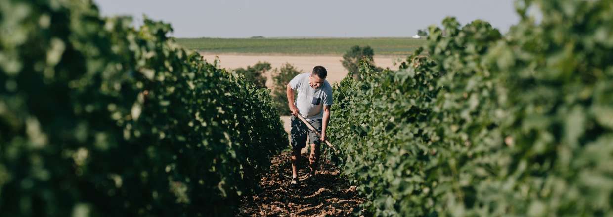 Vignoble du Domaine Chauveau à Pouilly-Fumé 