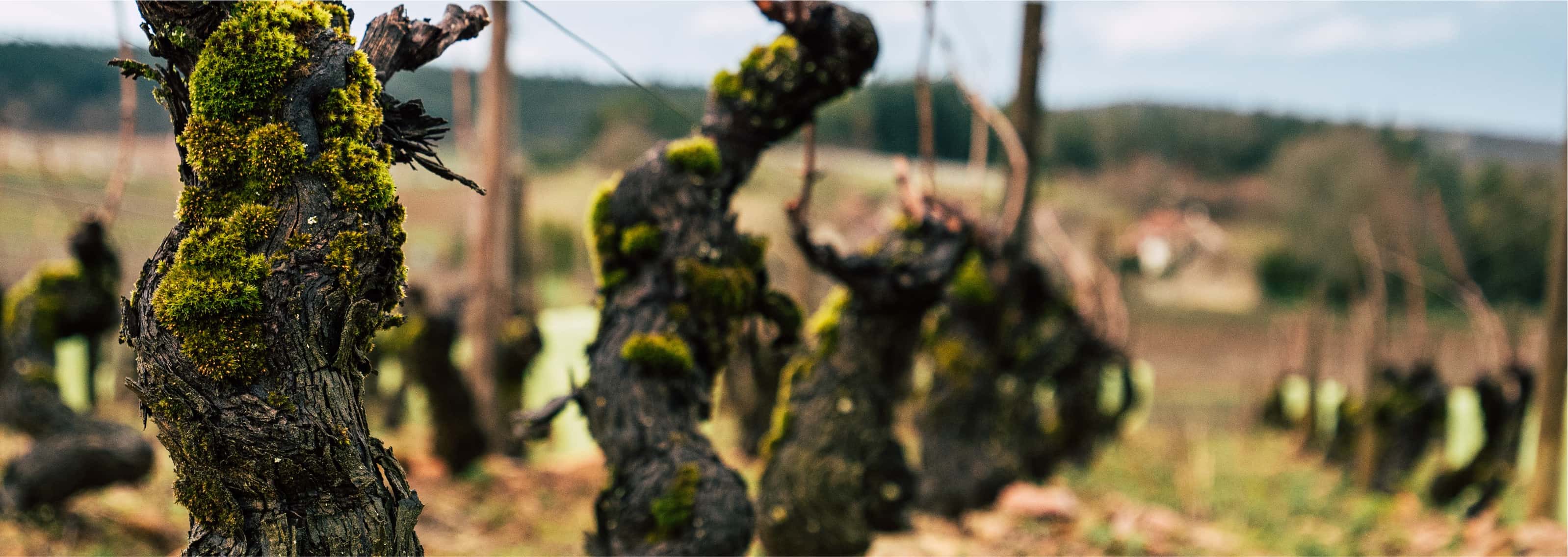 Vigne du Château de Chamirey