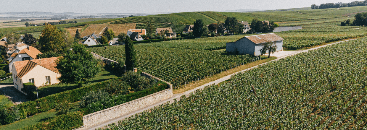 champagne domaine