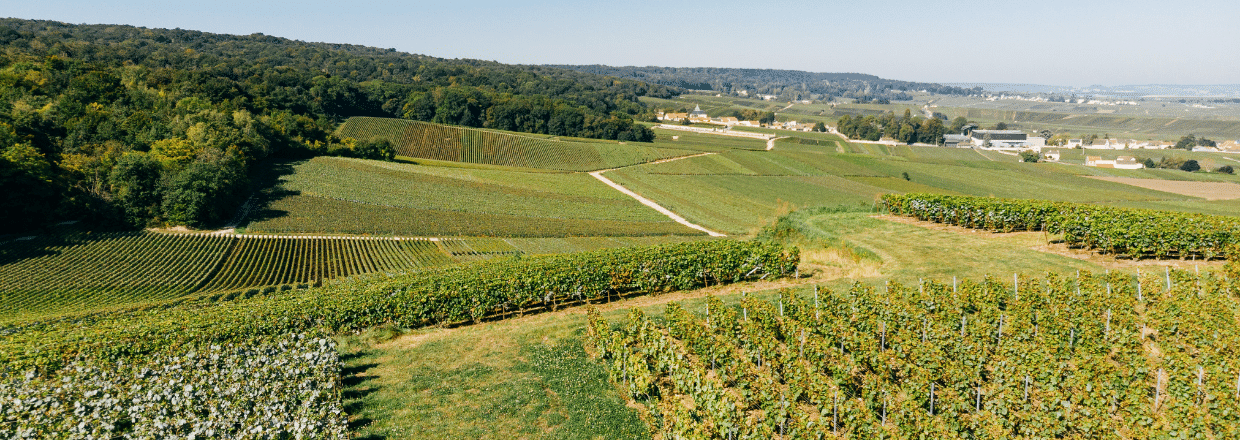 Parcelle du domaine d'Henri