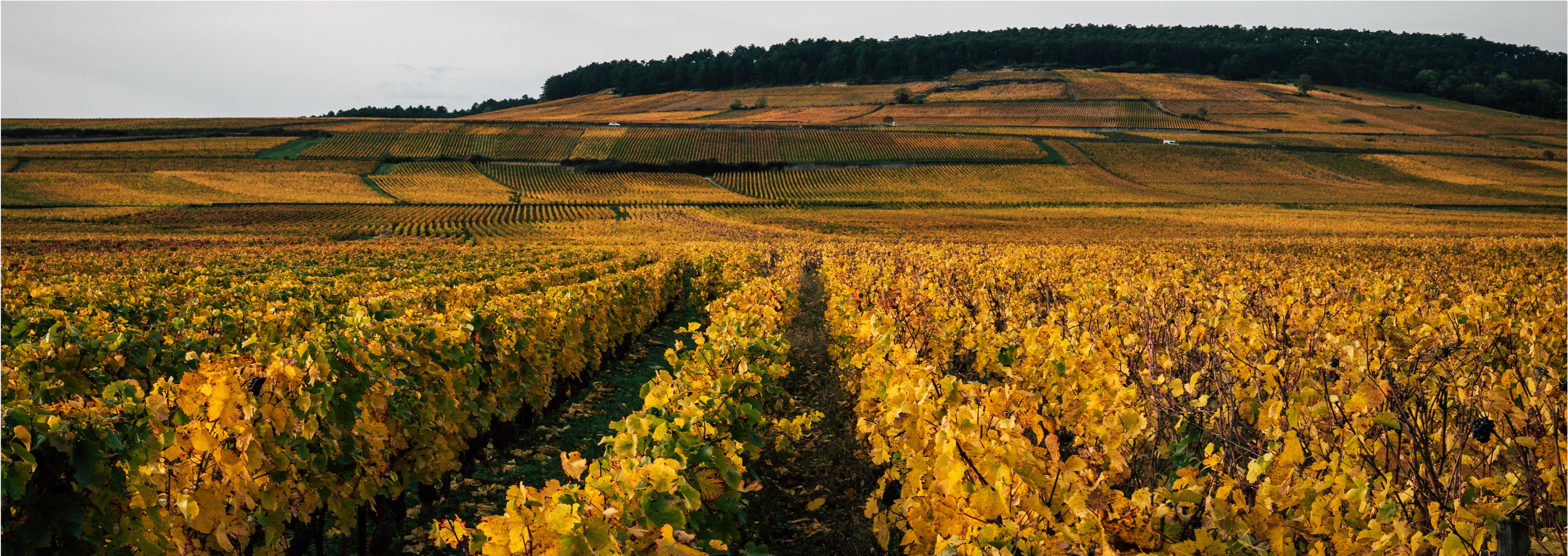 Vignes du domaine Cluzeaud