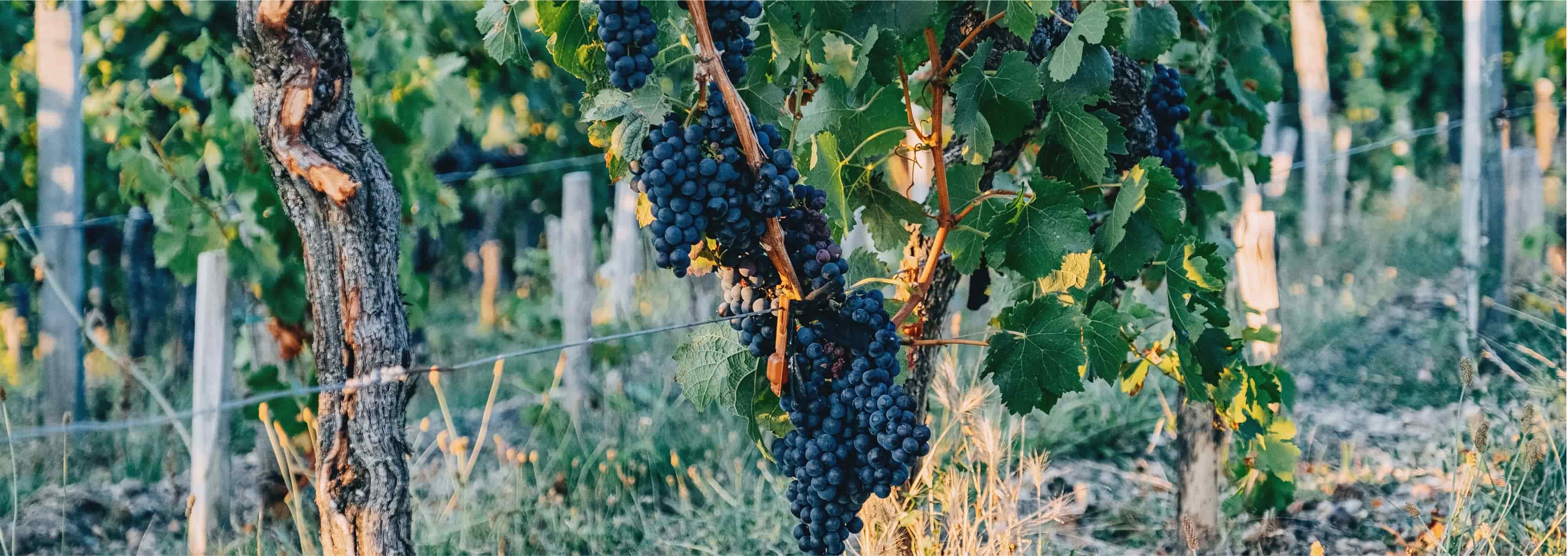 Vignes du domaine Tournefeuille