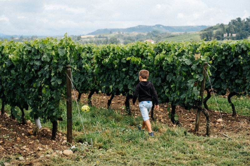 Petit garçon dans les vignes 