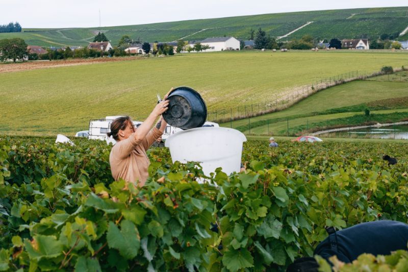 femme qui récolte du raisin 