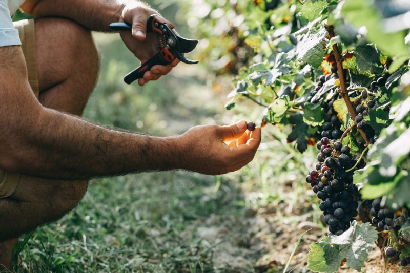 vendanges 