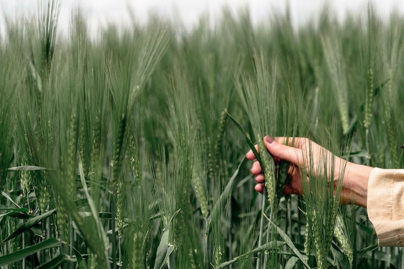 Blé à l'origine du malt 