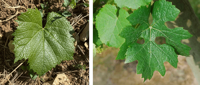 Cabernet_sauvignon_Chardonnay_cepage