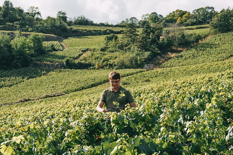 Adopter vigne à Saint-Romain au Domaine Barolet-Pernot