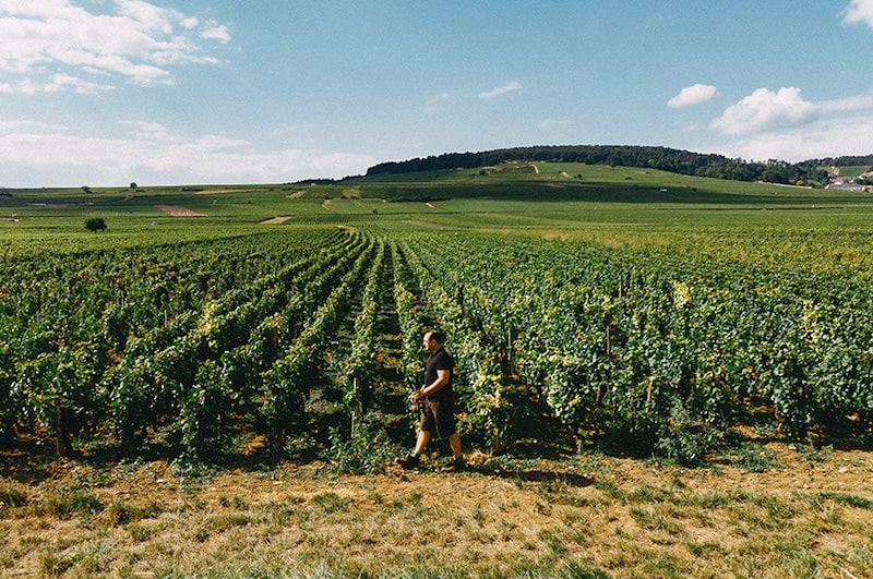 adopter vigne en bourgogne à Volnay