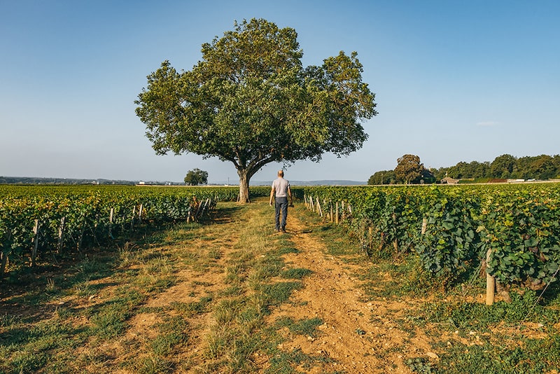 adopter vigne en bourgogne cotes de nuits 