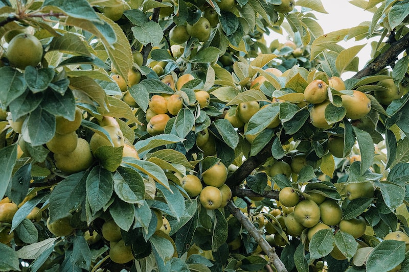 Pomme sur pommier