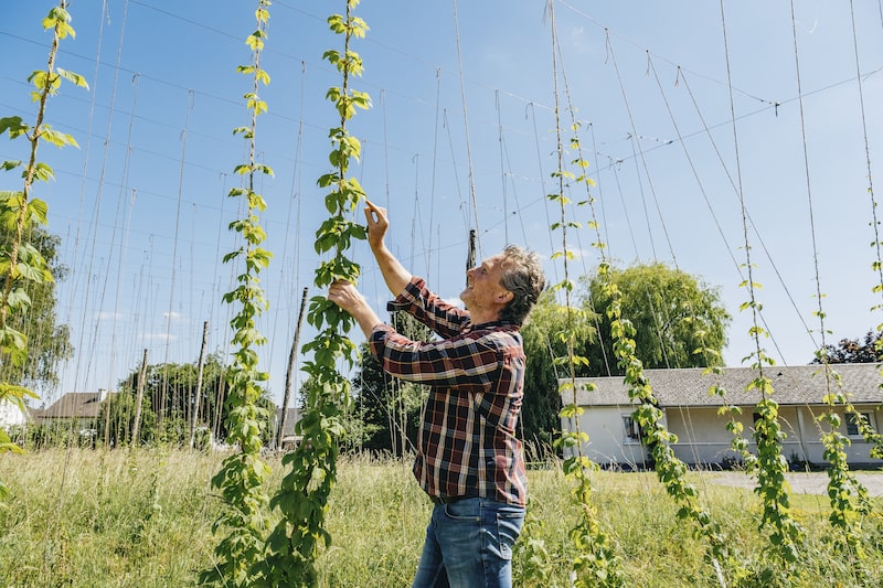 Houblon plante liane pour bière IPA