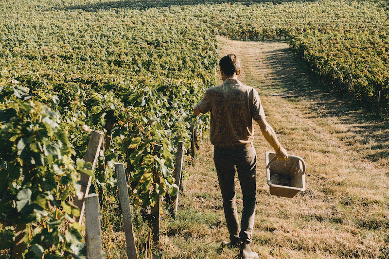 Vignoble producteur