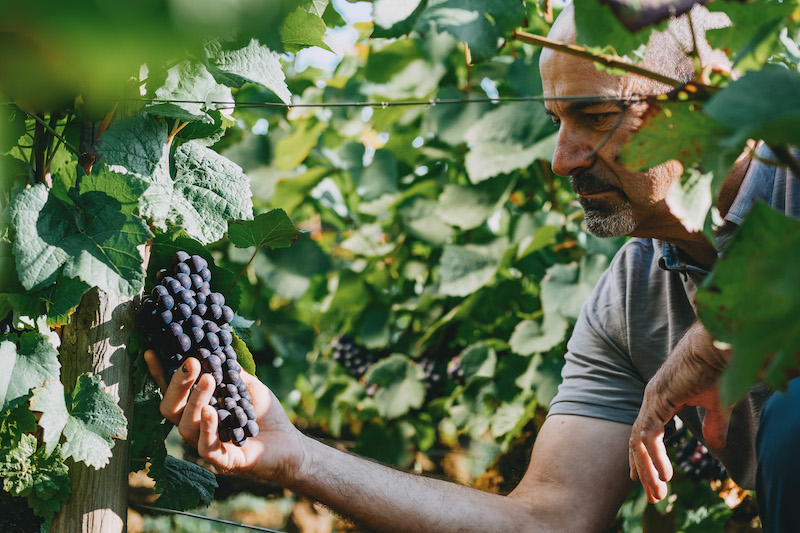 grappe raisin producteur