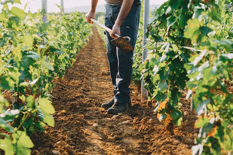 Terroir de vin en Bourgogne