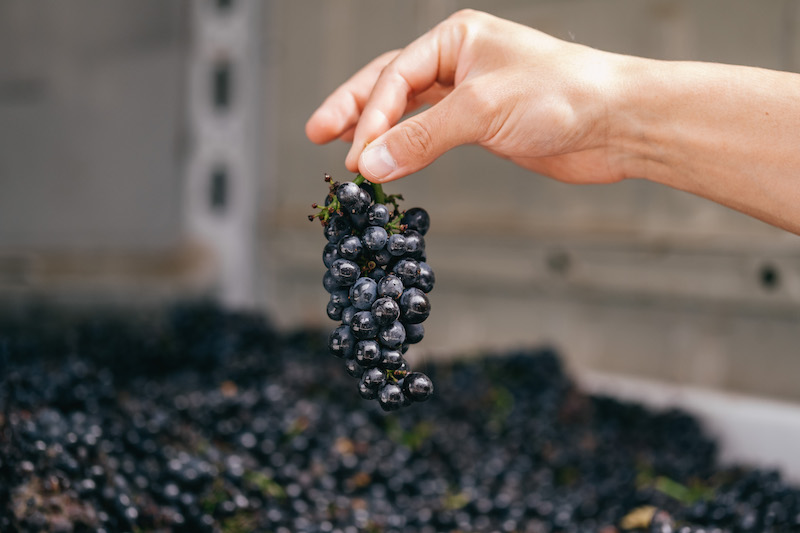 Vendanges à Sancerre