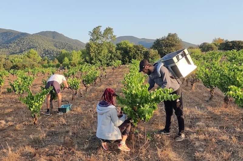 Vendanges manuelles dans le Languedoc