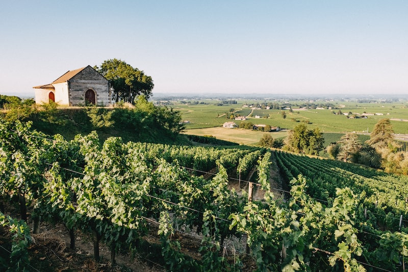 vignes de Saint Emilion