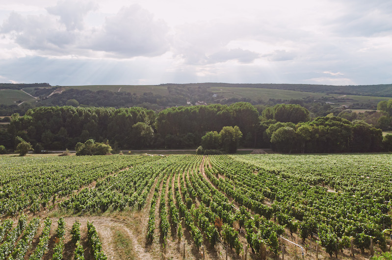 Vignoble de Chablis