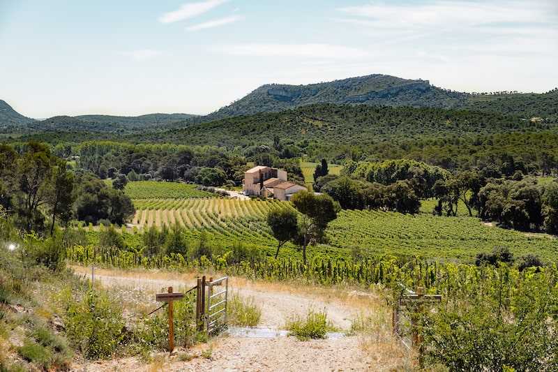 Vignoble Pic Saint-Loup 