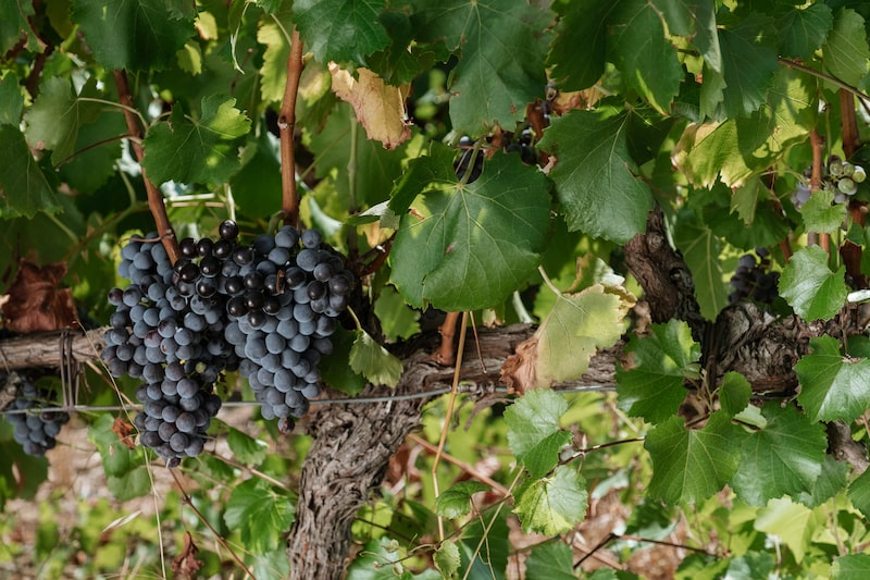 Grappe du cépage merlot 