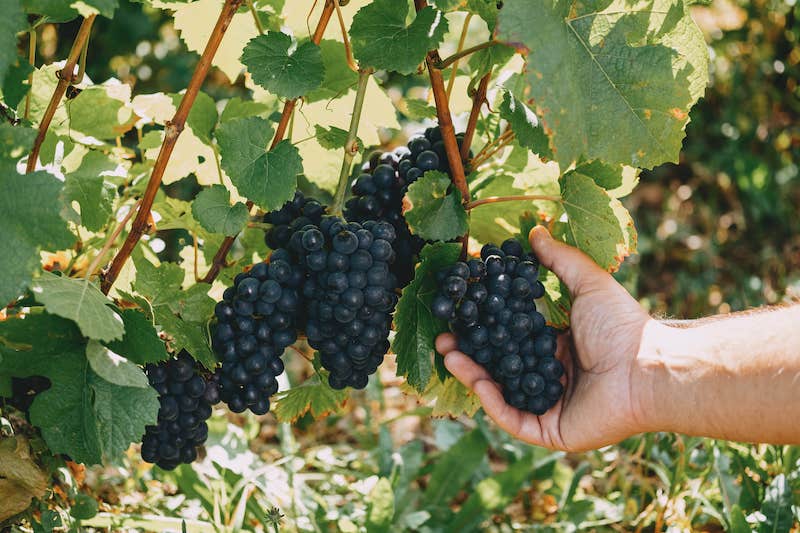 Belles grappe de pinot noir