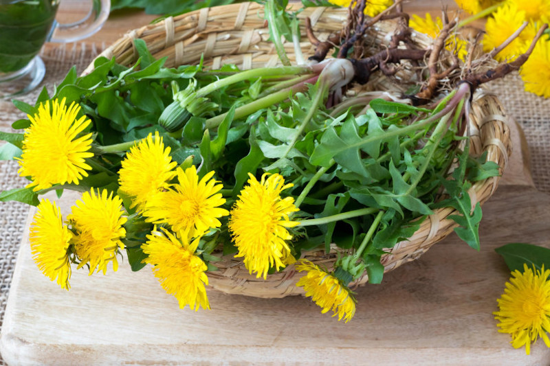 Biodynamie - récolte de pissenlit pour tisane