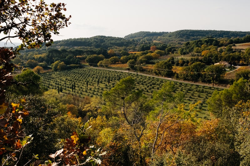 Champ d'olivier en Provence 