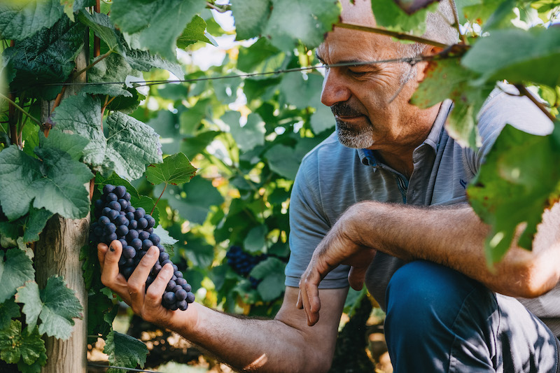 Date-des-vendanges-bourgogne