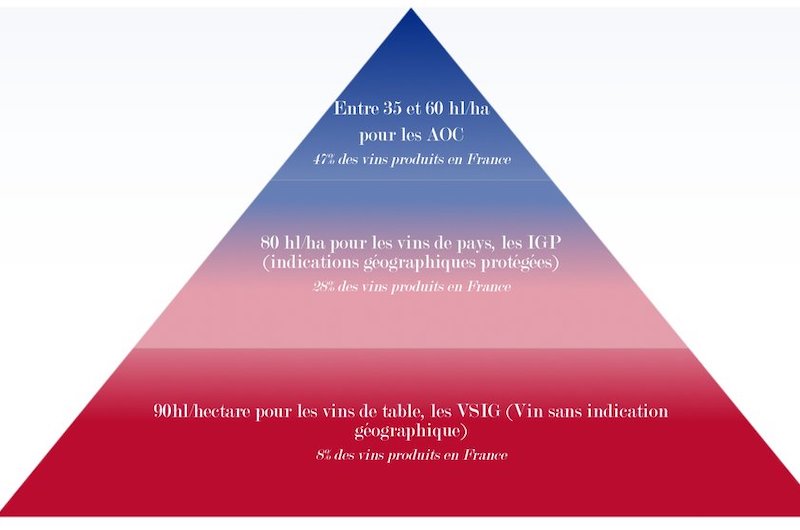 Graphique rendement des vendanges