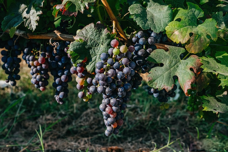 grappe de raisin a Pessac-Leognan