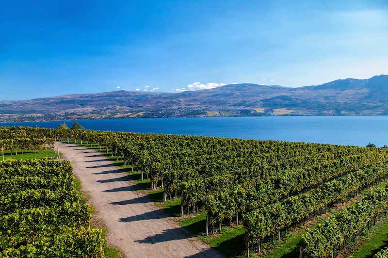 Lac canada vignes