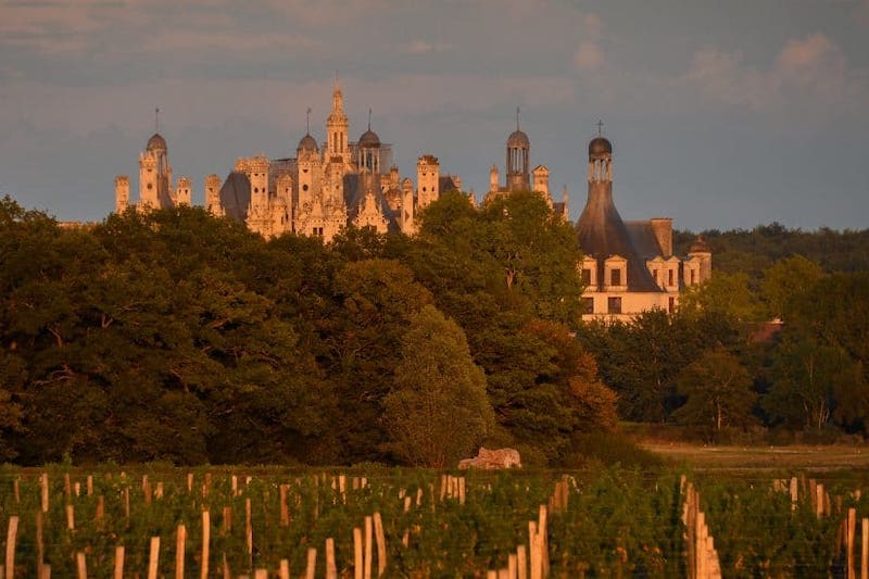 chateau chambord vignes