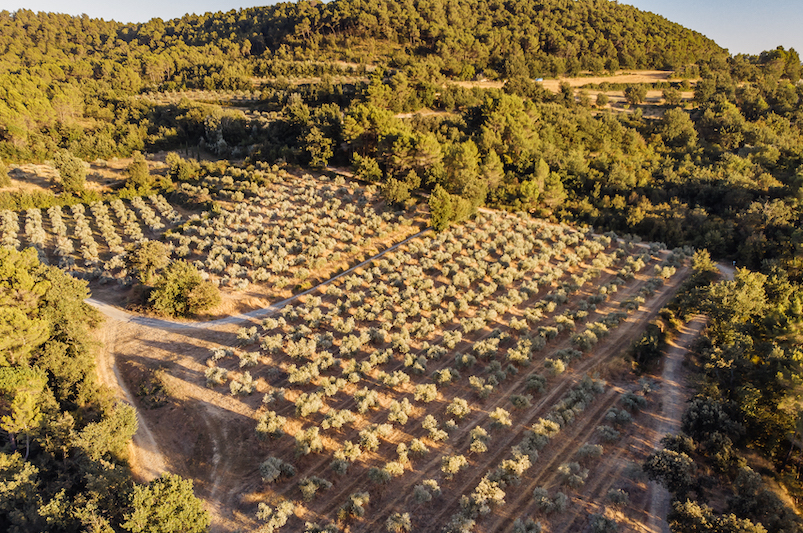 La Bastide du Laval - Oliveraie de Provence 